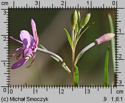 Epilobium dodonaei (wierzbówka nadrzeczna)