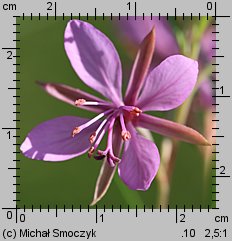 Epilobium dodonaei (wierzbówka nadrzeczna)