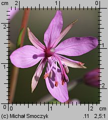 Epilobium dodonaei (wierzbówka nadrzeczna)