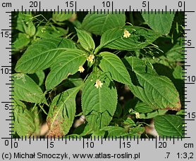 Impatiens parviflora (niecierpek drobnokwiatowy)