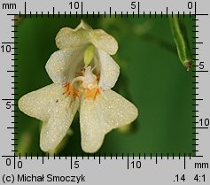 Impatiens parviflora (niecierpek drobnokwiatowy)