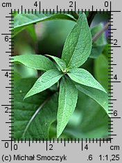 Centaurea pseudophrygia (chaber perukowy)