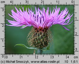 Centaurea pseudophrygia (chaber perukowy)