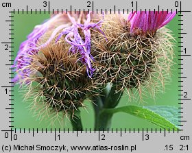 Centaurea pseudophrygia (chaber perukowy)