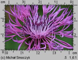 Centaurea pseudophrygia (chaber perukowy)