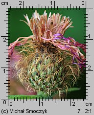 Centaurea pseudophrygia (chaber perukowy)