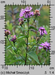 Centaurea pseudophrygia (chaber perukowy)