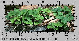 Cardamine trifolia (rzeżucha trójlistkowa)