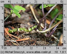 Cardamine trifolia (rzeżucha trójlistkowa)