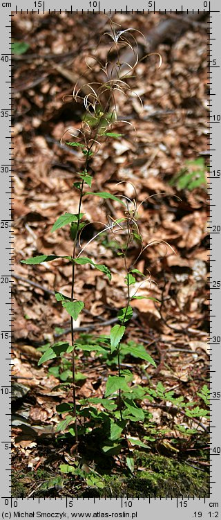 Epilobium montanum (wierzbownica górska)