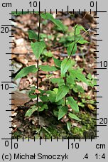 Epilobium montanum (wierzbownica górska)