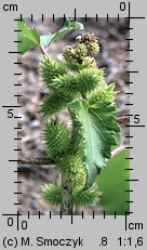 Xanthium albinum (rzepień włoski)