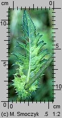 Cirsium oleraceum (ostrożeń warzywny)