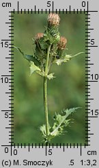 Cirsium oleraceum (ostrożeń warzywny)