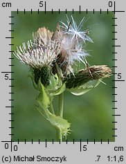 Cirsium oleraceum (ostrożeń warzywny)