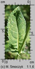 Cirsium oleraceum (ostrożeń warzywny)