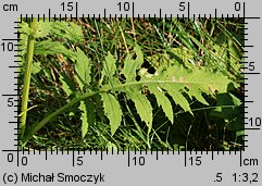 Cirsium oleraceum (ostrożeń warzywny)