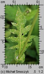 Cirsium oleraceum (ostrożeń warzywny)