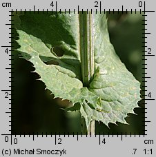 Cirsium oleraceum (ostrożeń warzywny)