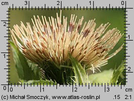 Cirsium oleraceum (ostrożeń warzywny)