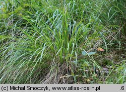 Calamagrostis arundinacea (trzcinnik leśny)