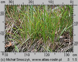 Calamagrostis arundinacea (trzcinnik leśny)