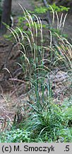 Calamagrostis arundinacea (trzcinnik leśny)