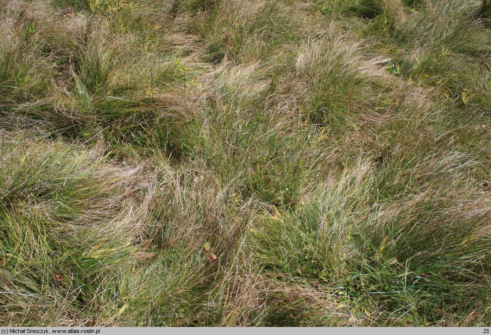 Carex davalliana (turzyca Davalla)