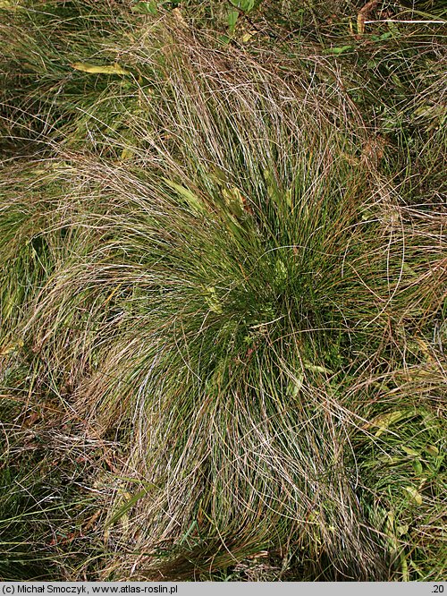 Carex davalliana (turzyca Davalla)