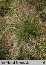 Carex davalliana (turzyca Davalla)