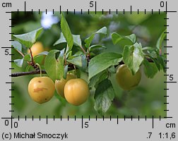 Prunus cerasifera (śliwa wiśniowa)