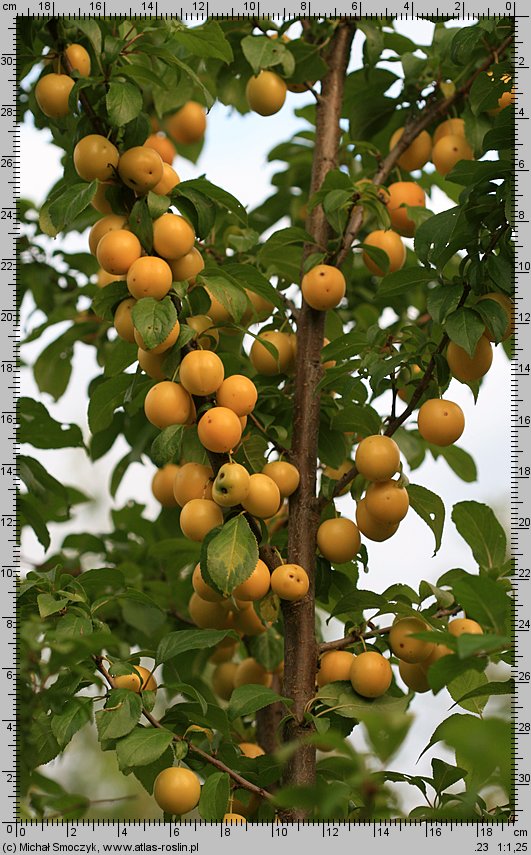 Prunus cerasifera (śliwa wiśniowa)