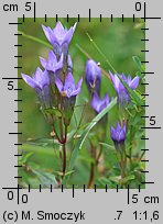 Gentianella bohemica (goryczuszka czeska)