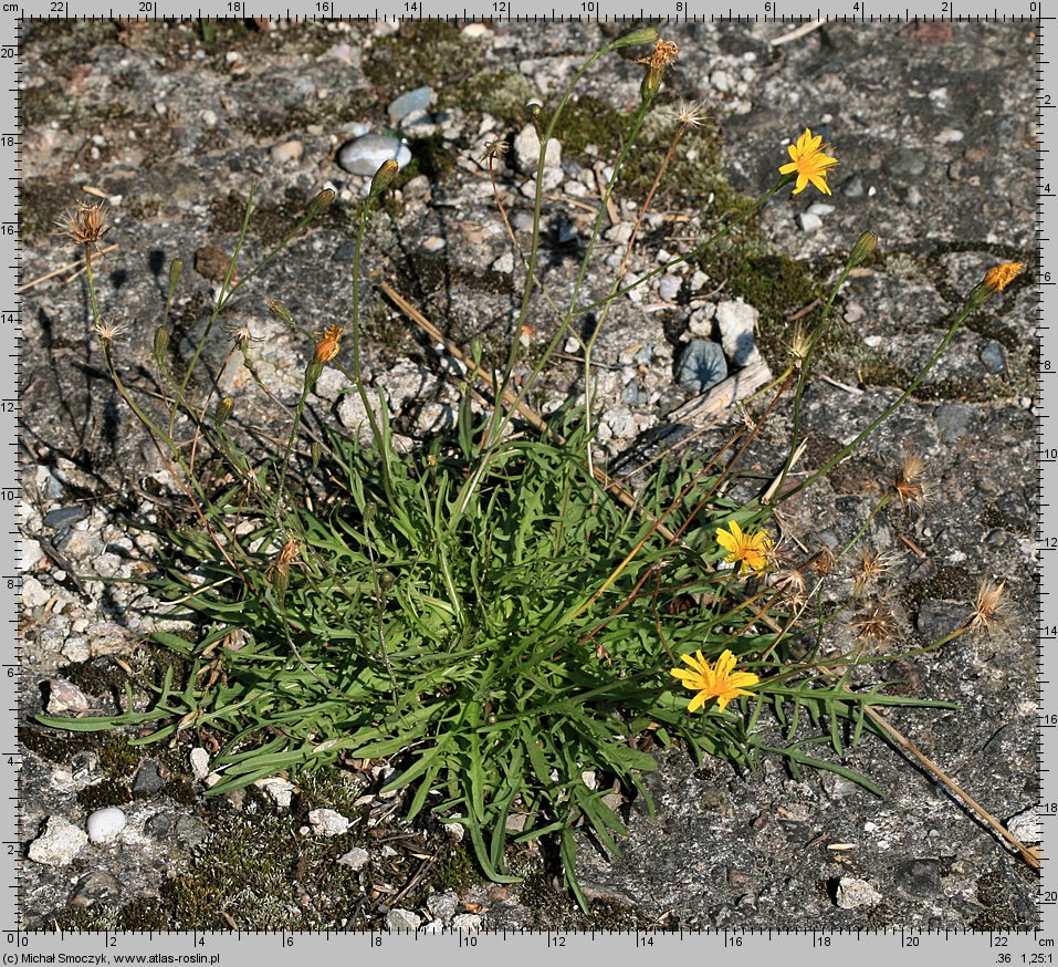 Leontodon autumnalis ssp. autumnalis (brodawnik jesienny typowy)