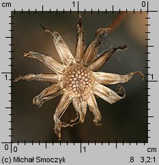 Leontodon autumnalis ssp. autumnalis (brodawnik jesienny typowy)