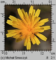 Leontodon autumnalis ssp. autumnalis (brodawnik jesienny typowy)