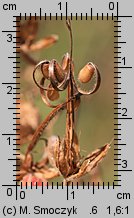 Geranium pratense (bodziszek łąkowy)