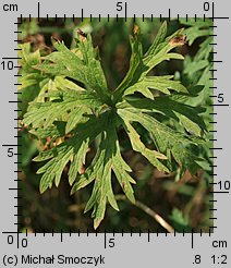 Geranium pratense (bodziszek łąkowy)