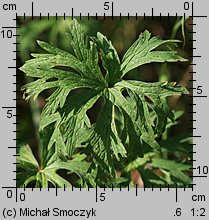 Geranium pratense (bodziszek łąkowy)