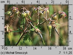 Geranium pratense (bodziszek łąkowy)