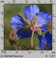 Geranium pratense (bodziszek łąkowy)