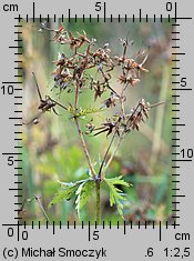 Geranium pratense (bodziszek łąkowy)