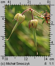 Geranium pratense (bodziszek łąkowy)