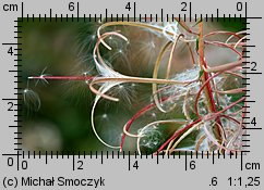 Epilobium angustifolium (wierzbówka kiprzyca)