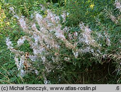 Epilobium angustifolium (wierzbówka kiprzyca)