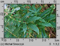 Epilobium angustifolium (wierzbówka kiprzyca)