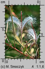 Epilobium angustifolium (wierzbówka kiprzyca)