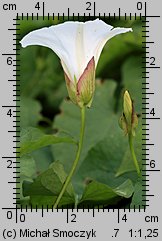 Calystegia sepium (kielisznik zaroślowy)