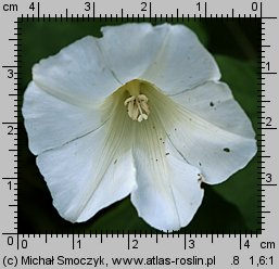 Calystegia sepium (kielisznik zaroślowy)