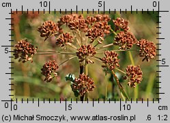 Angelica sylvestris (dzięgiel leśny)